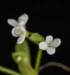 Stiff marsh bedstraw